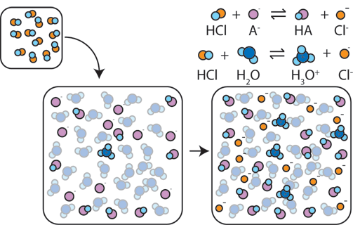 Acid Base Buffer